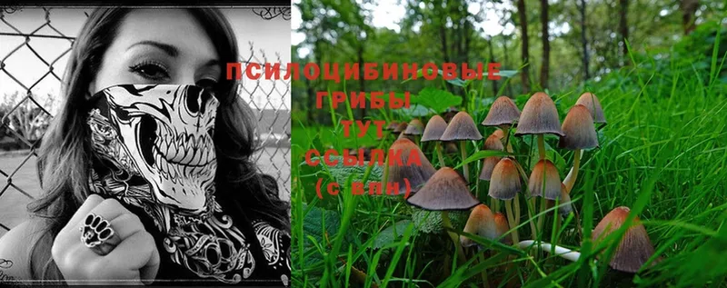 Псилоцибиновые грибы Psilocybe  hydra вход  Мышкин 